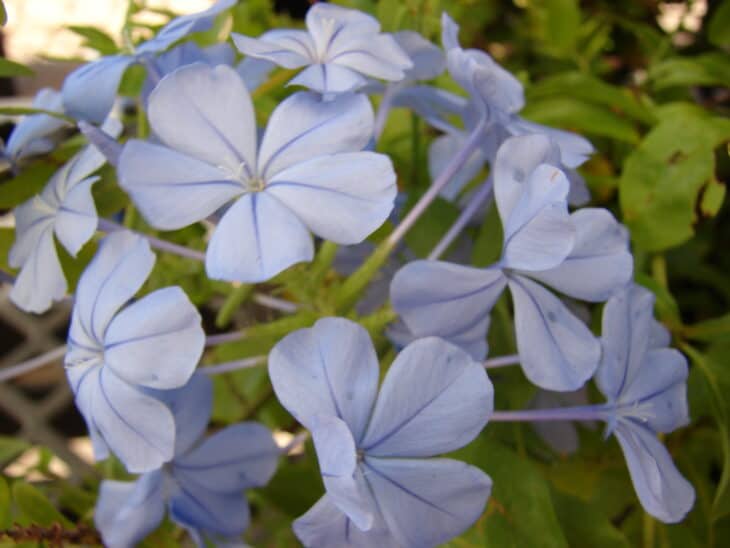 Cape Leadwort - Plumbago auriculata