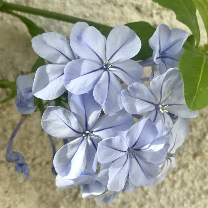 Cape Leadwort - Plumbago auriculata