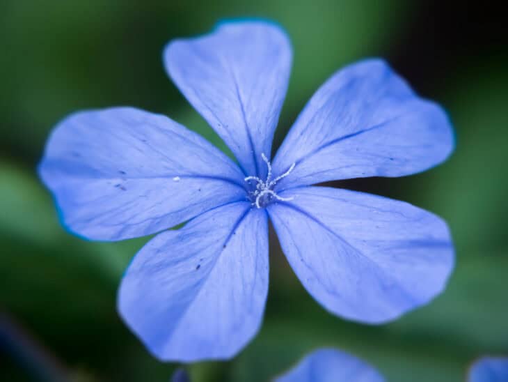 Cape Leadwort - Plumbago auriculata