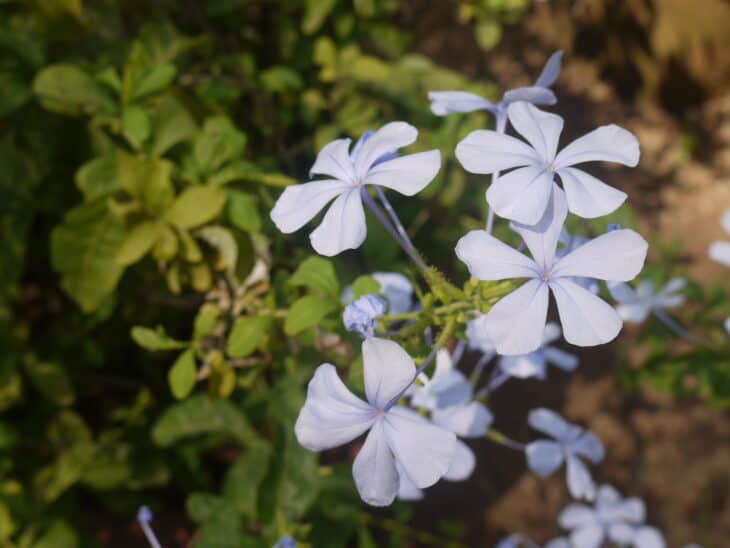 Cape Leadwort - Plumbago auriculata