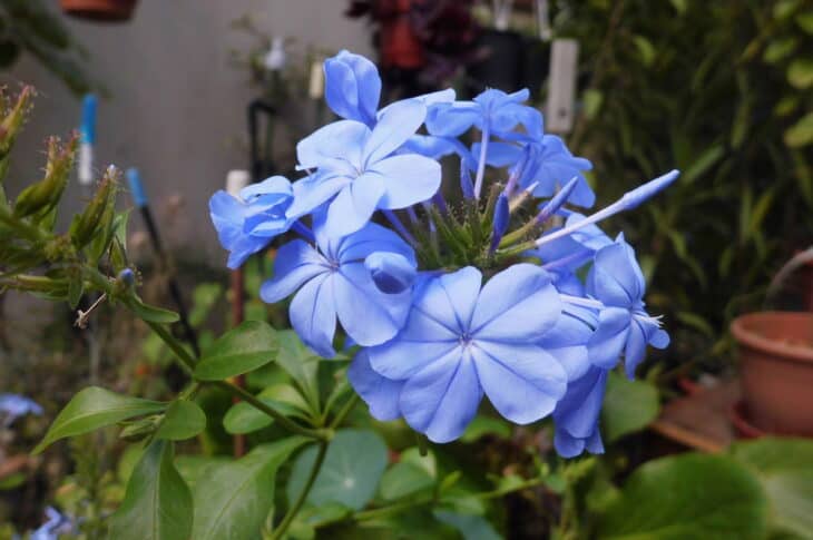 Cape Leadwort - Plumbago auriculata