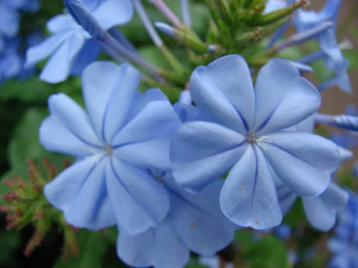 Cape Leadwort - Plumbago auriculata