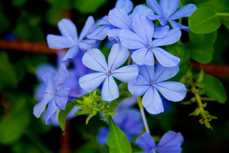 Cape Leadwort - Plumbago auriculata