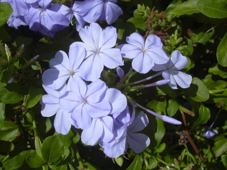 Cape Leadwort - Plumbago auriculata