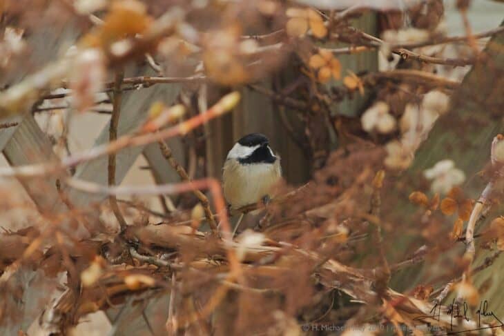 Chickadee hiding in the climbing hydrangea