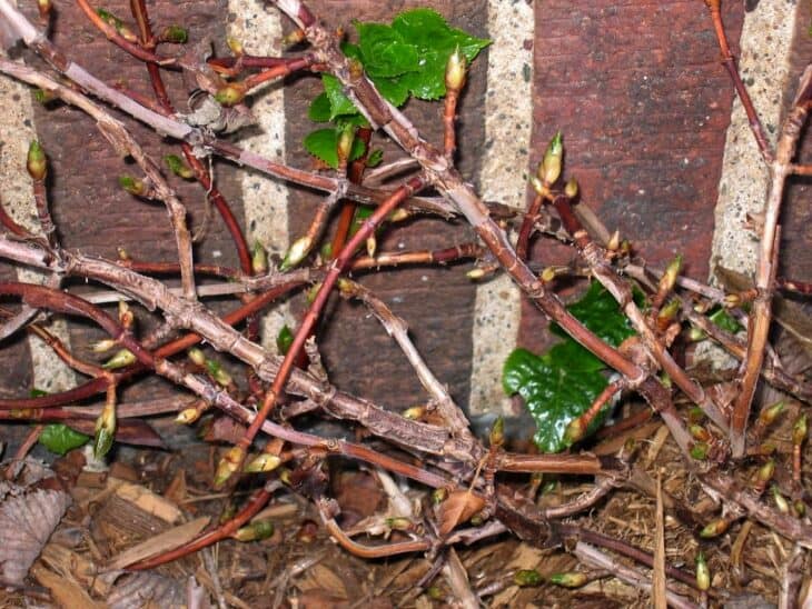 Climbing Hydrangea