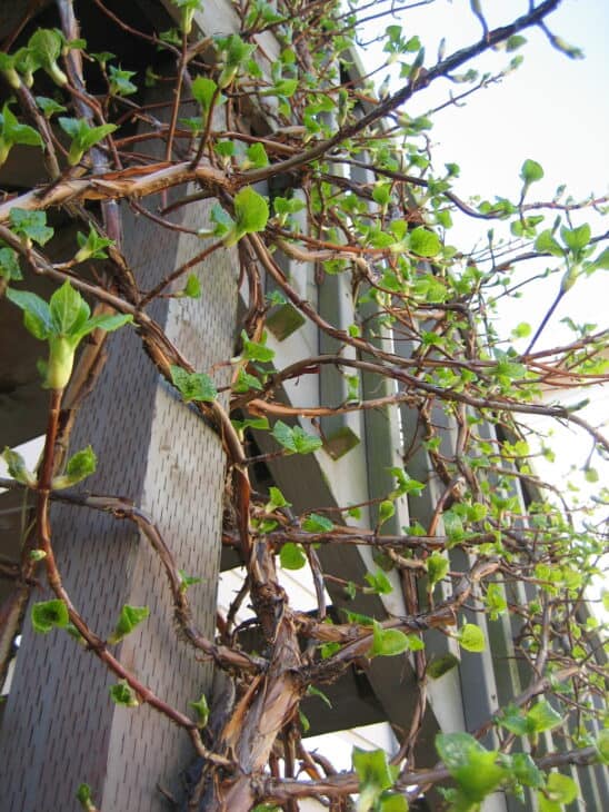 Climbing Hydrangea