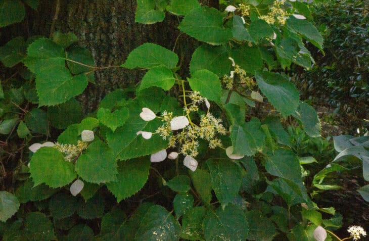 Climbing Hydrangea
