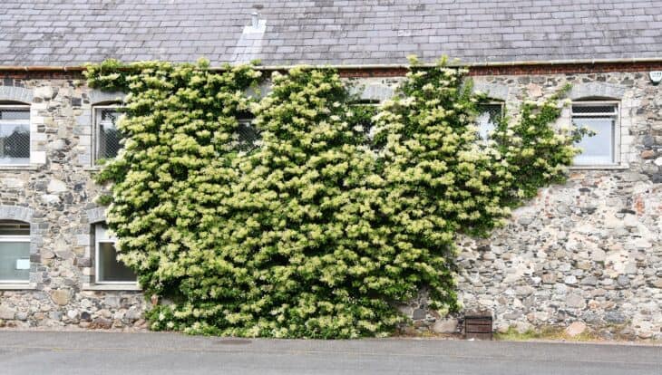 climbing hydrangea