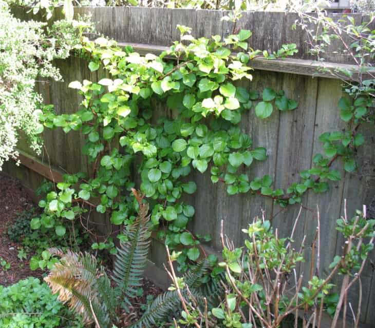 Climbing hydrangea