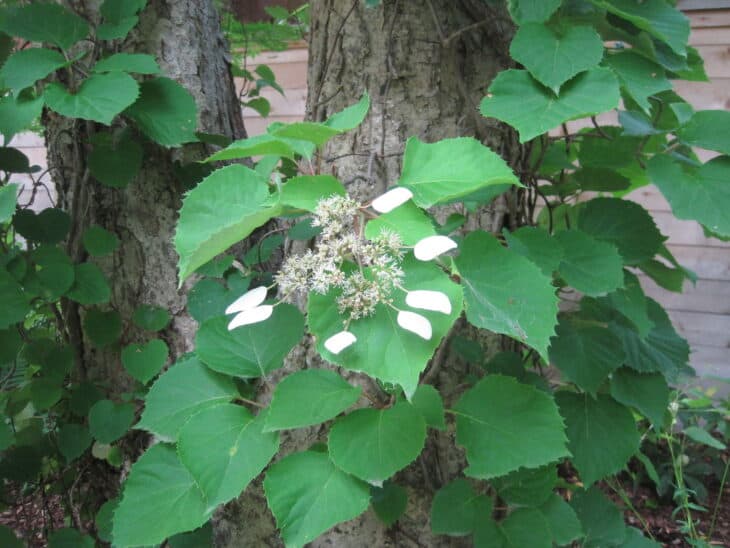 Climbing Hydrangea
