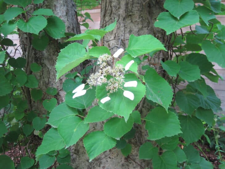 Climbing Hydrangea