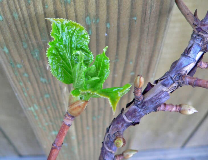 climbing hydrangea