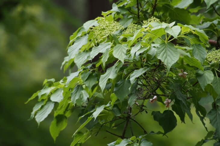 Climbing Hydrangea (Hydrangea petiolaris)