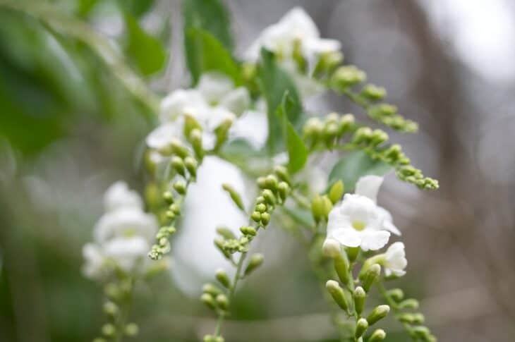 Climbing Hydrangea on the arbor