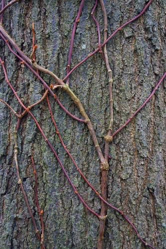 Climbing hydrangea on tree, winter
