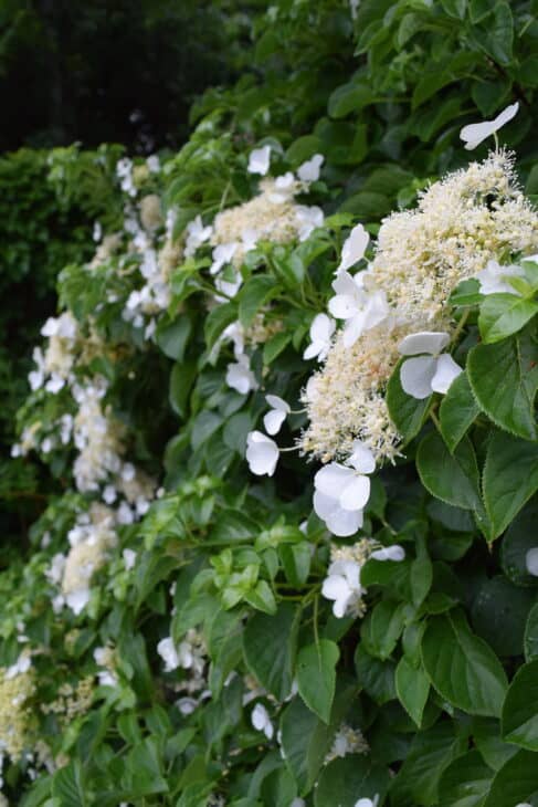 Climbing Hydrangeas, panicles