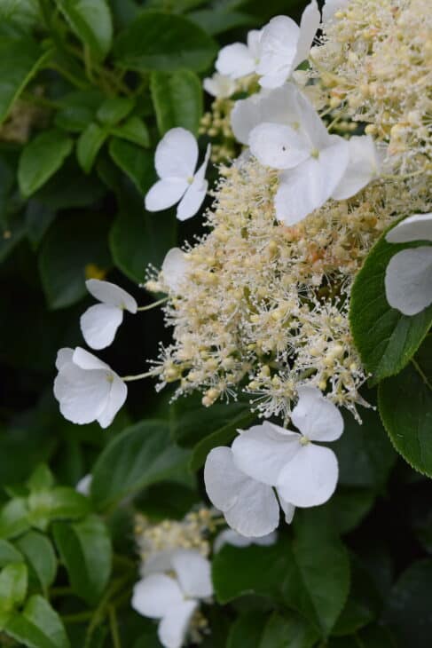 Climbing Hydrangeas, panicles