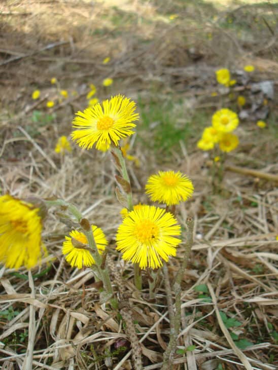 Coltsfoot - Tussilago farfara