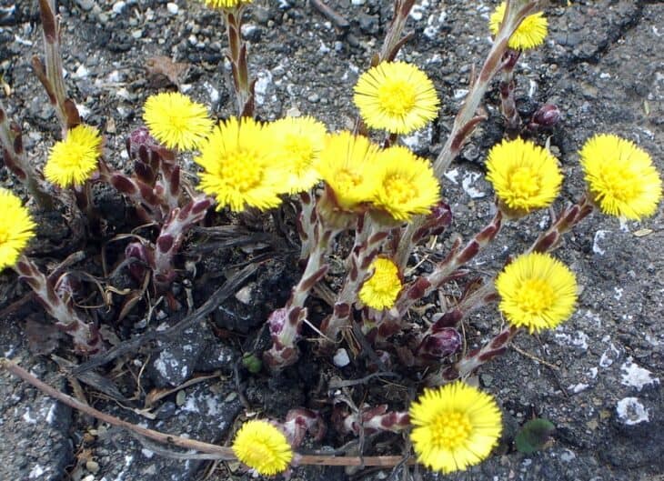 Coltsfoot - Tussilago farfara