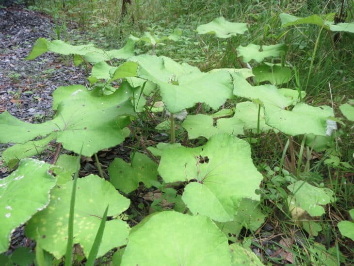 Coltsfoot - Tussilago farfara