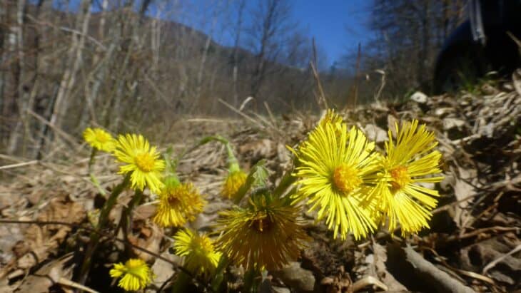 Coltsfoot - Tussilago farfara