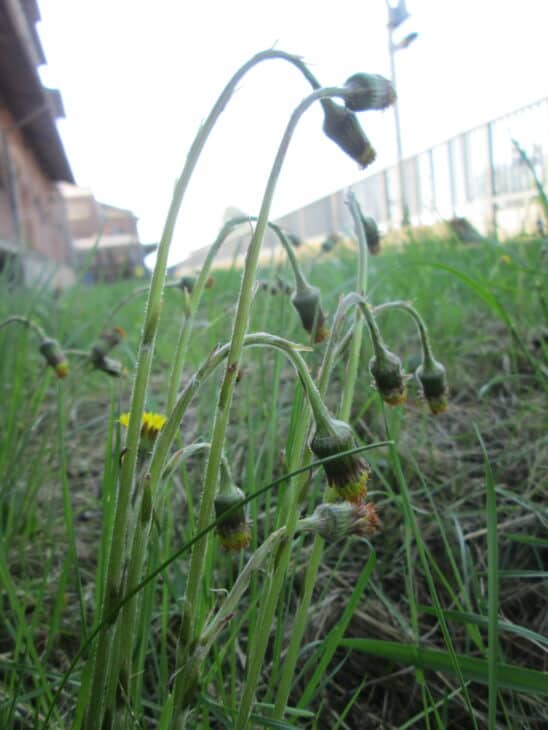 Coltsfoot - Tussilago farfara