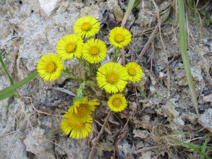 Coltsfoot - Tussilago farfara