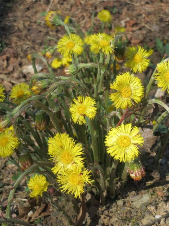 Coltsfoot - Tussilago farfara