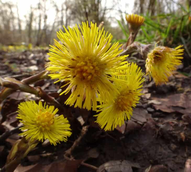 Coltsfoot - Tussilago farfara