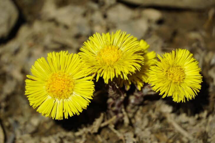 Coltsfoot - Tussilago farfara