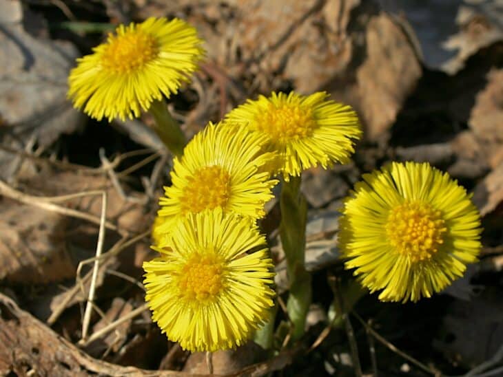Coltsfoot - Tussilago farfara