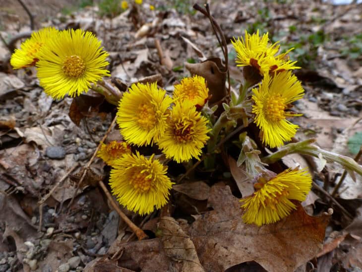 Coltsfoot - Tussilago farfara