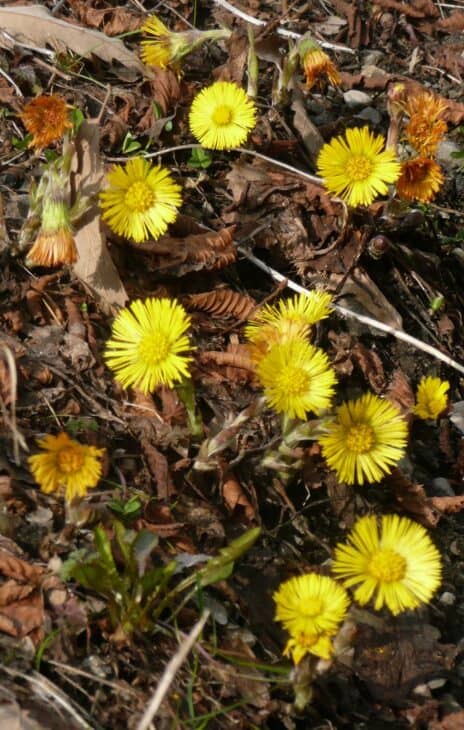 Coltsfoot - Tussilago farfara