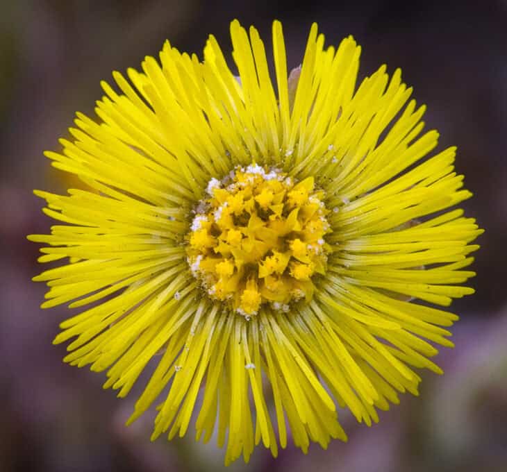 Coltsfoot - Tussilago farfara