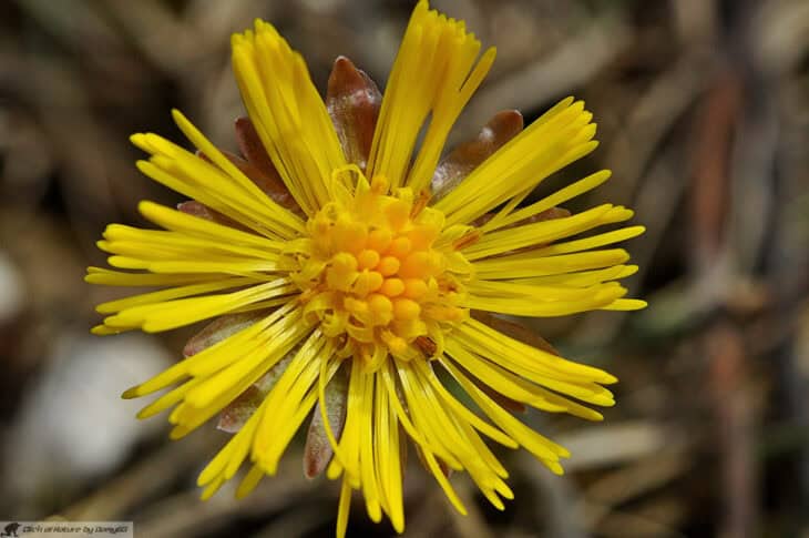 Coltsfoot - Tussilago farfara