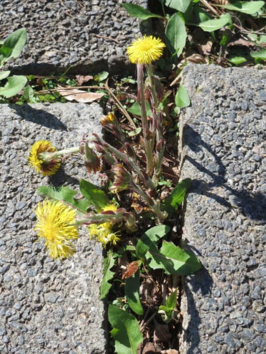 Coltsfoot - Tussilago farfara