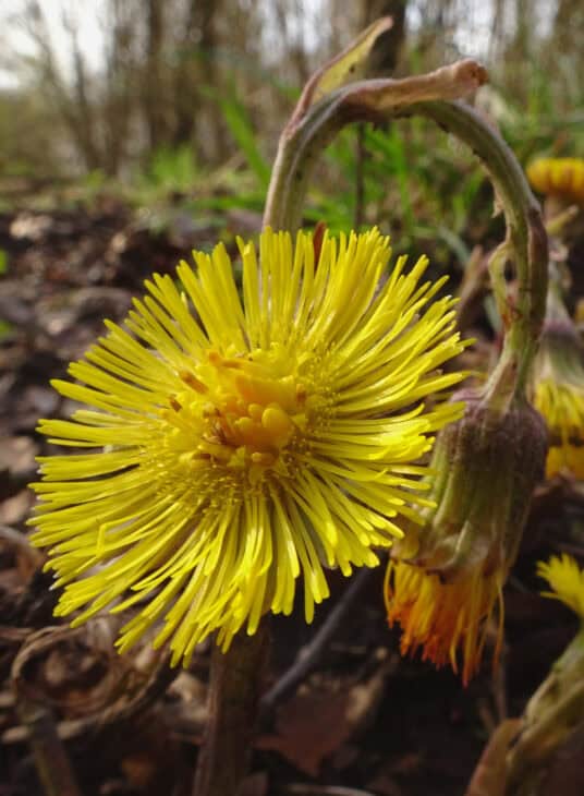 Coltsfoot - Tussilago farfara