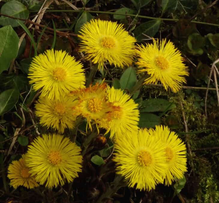 Coltsfoot - Tussilago farfara