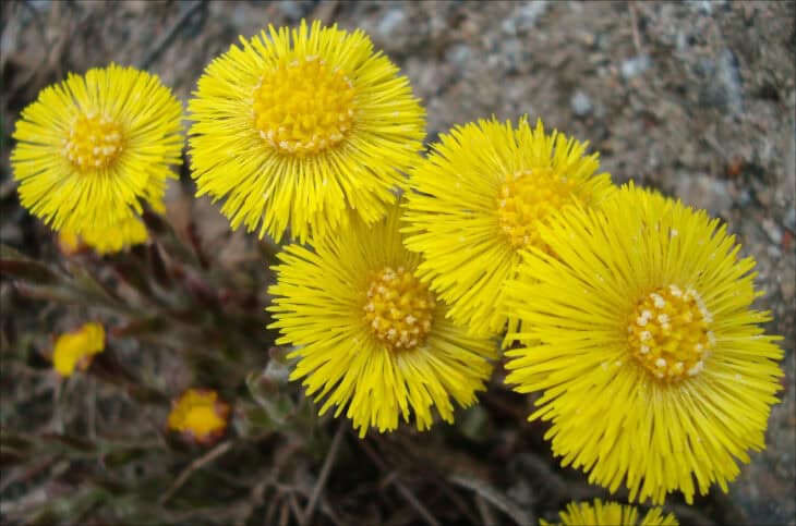 Coltsfoot - Tussilago farfara