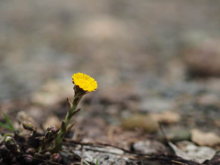 Coltsfoot - Tussilago farfara