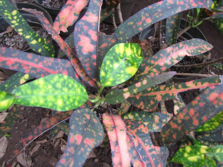 Croton - Codiaeum variegatum