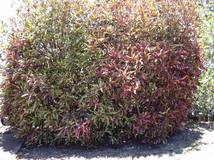 Croton - Codiaeum variegatum