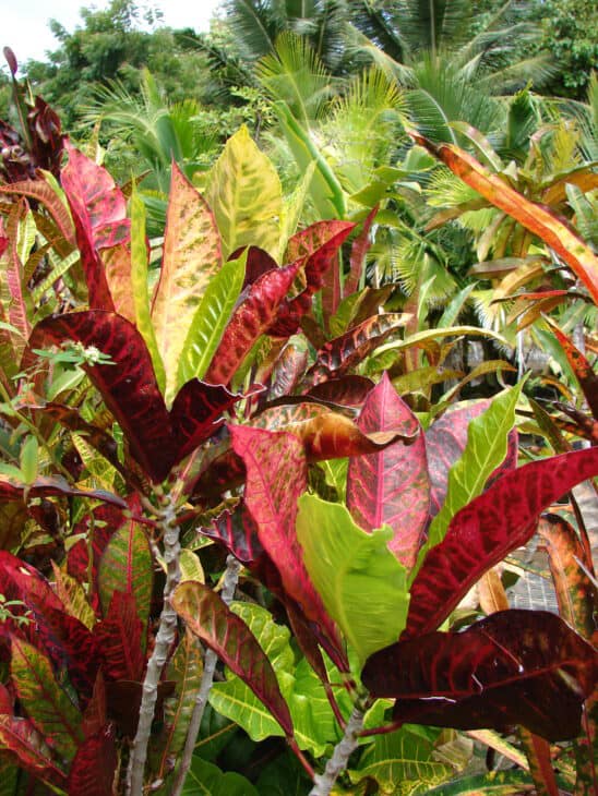Croton - Codiaeum variegatum