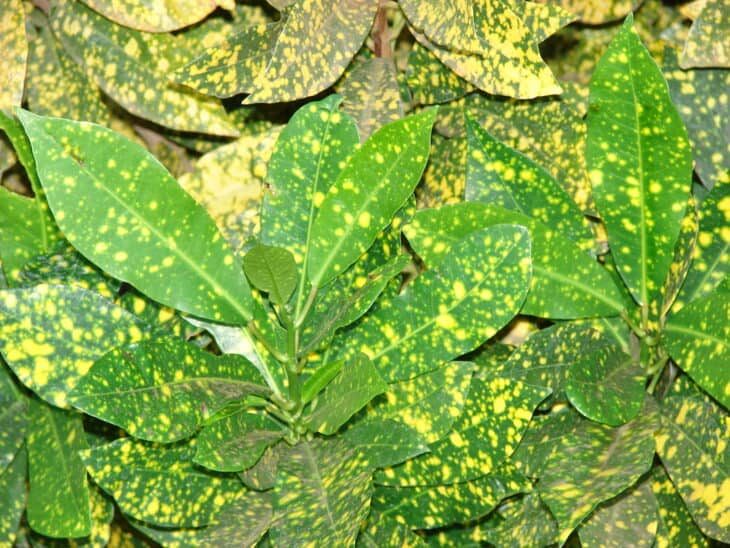 Croton - Codiaeum variegatum