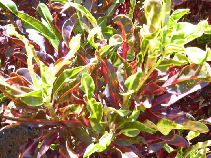 Croton - Codiaeum variegatum