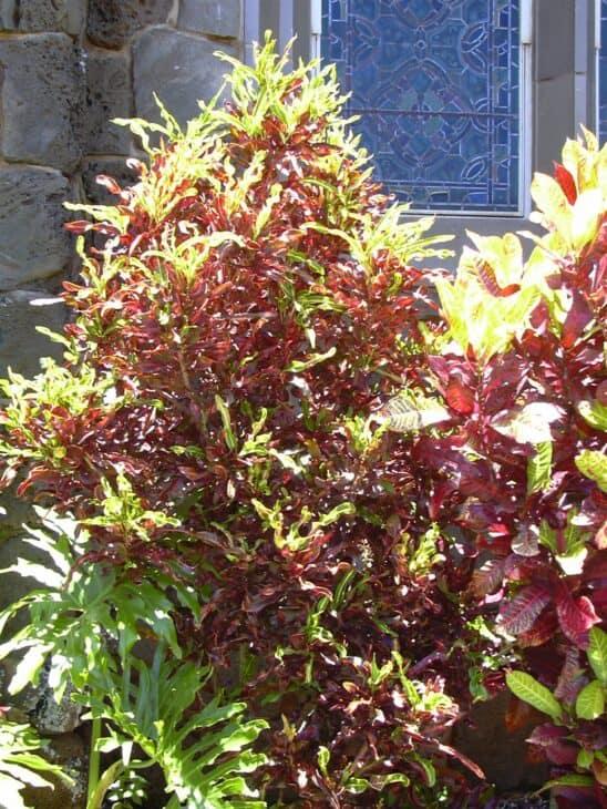 Croton - Codiaeum variegatum