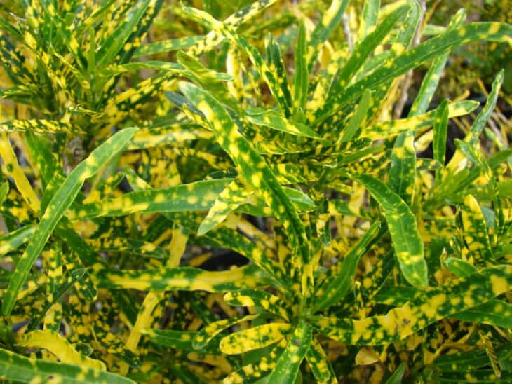Croton - Codiaeum variegatum