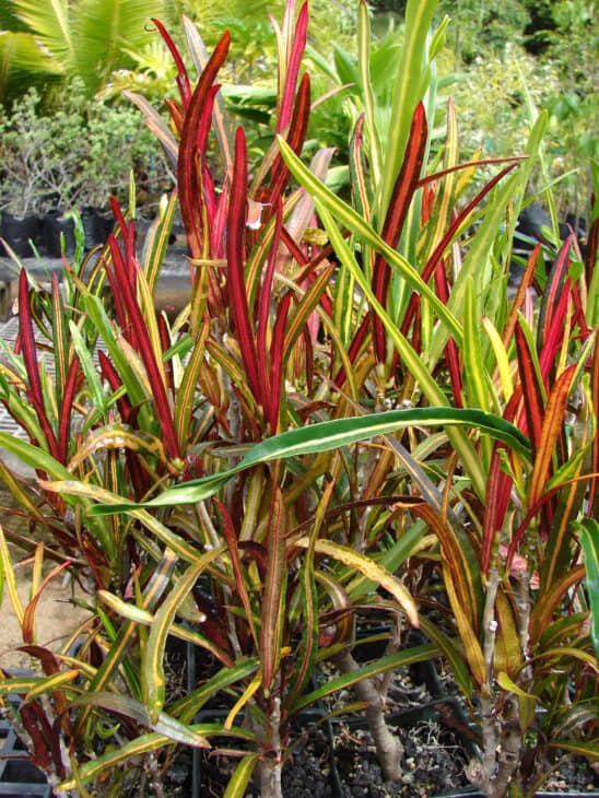 Croton - Codiaeum variegatum
