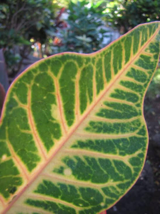 Croton - Codiaeum variegatum
